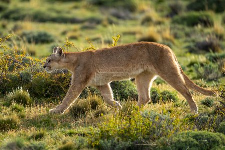 Weiblicher Puma wandert zwischen Büschen im Gebüsch