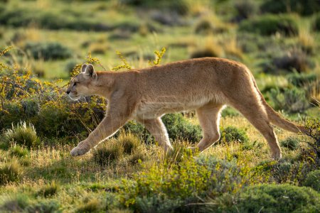Puma femenina camina entre arbustos en matorrales