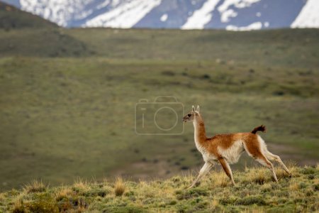 Guanaco galloping down grassy slope near mountains