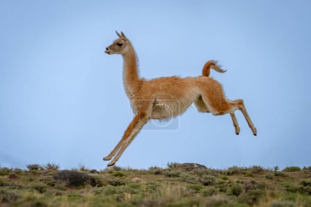 Foto de Guanaco salta en el aire en la cresta - Imagen libre de derechos
