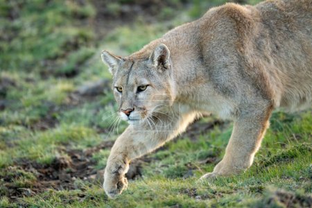Close-up of puma walking with lifted paw