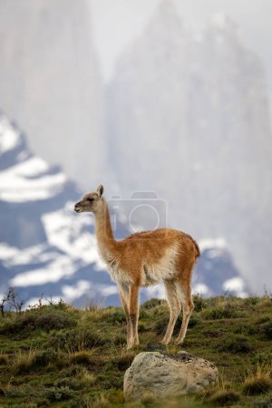 Guanaco standing on hill with mountains behind