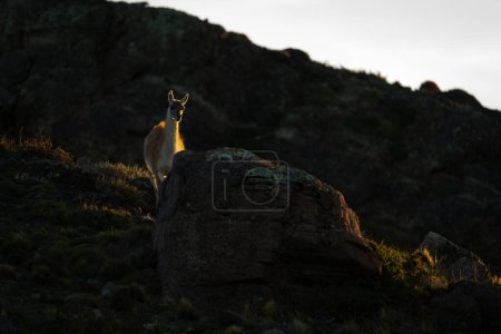Guanaco stands lit by sunset watching camera