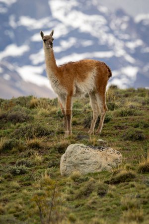Foto de Guanaco de pie en la colina con picos detrás - Imagen libre de derechos