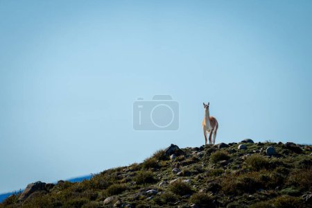 Guanaco stands on hill under blue sky
