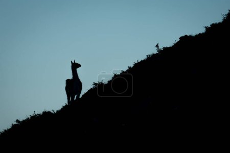 Guanaco stands silhouetted on slope turning head