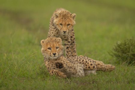 Cheetah cub stands over another on grass