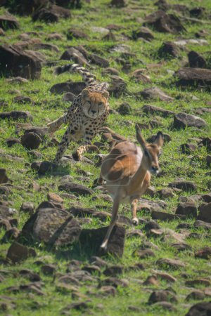 Mujer guepardo persigue impala por pendiente rocosa