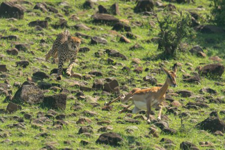 Mujer guepardo persigue impala sobre suelo rocoso