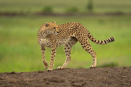 Female cheetah stands on bank looking round