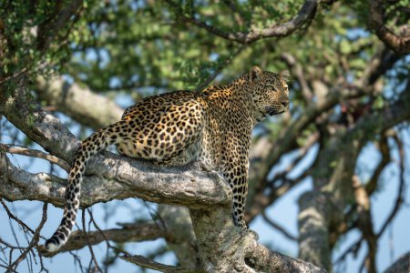Leopardenweibchen sitzt in Baum und schaut hinaus