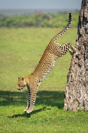 Leopardenweibchen springt von Baumstamm