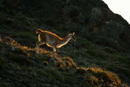 Guanaco walks down hillside backlit at sunset