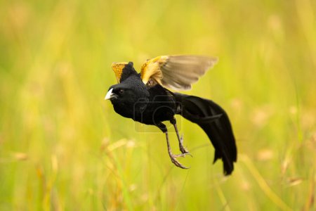 Jackson widowbird takes off amongst tall grass