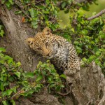 Leopard cub leans against tree looking down