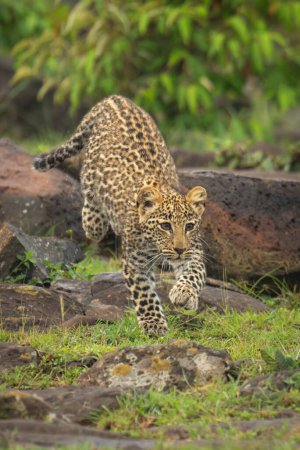 Leopardenjunges läuft über Felsen in der Nähe von Büschen