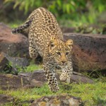 Leopard cub runs over rocks near bushes