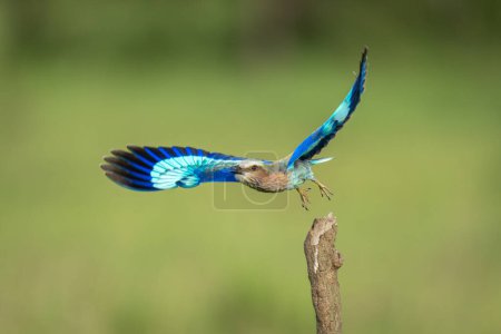 Lilac-breasted roller taking off from vertical stump