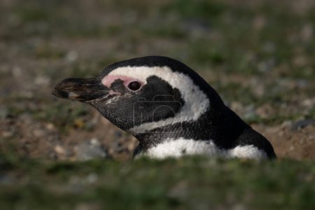 Magellanic penguin in profile nestles in burrow