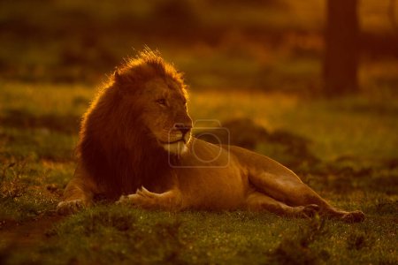 Male lion lies on grass at sunrise
