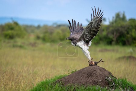 Martial eagle taking off from termite mound