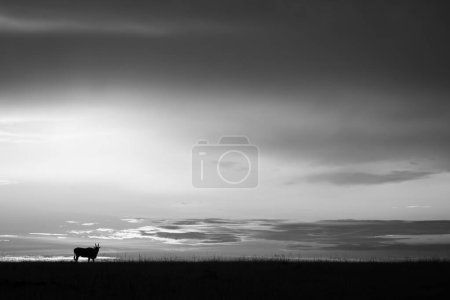 Mono común eland en el horizonte al atardecer