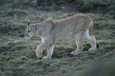 Puma walks down grassy hillside lifting paw