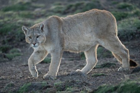 Puma walks down grassy slope turning head
