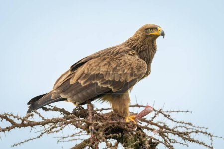 Photo for Steppe eagle guards kill on whistling thorn - Royalty Free Image