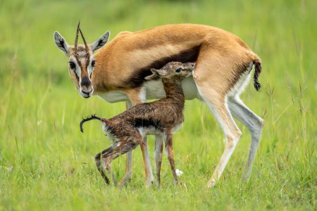 Thomson-Gazelle steht neben Neugeborenen im Gras