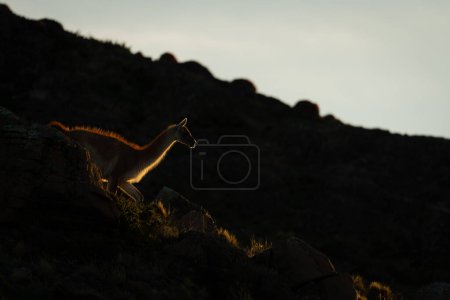 Guanaco walks down rocky ridge at sundown