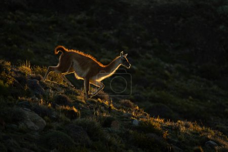Guanaco walks down rocky slope at sunset