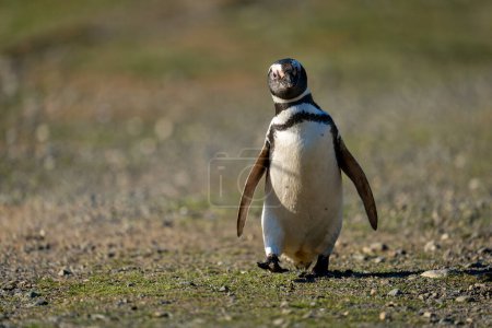Téléchargez les photos : Pingouin de Magellan traverse pied de levage au sol plat - en image libre de droit