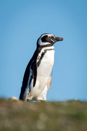 Magellanic penguin crosses grass beneath blue sky