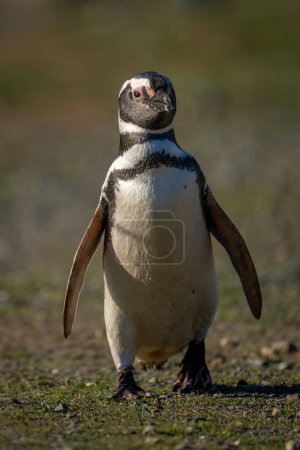 Téléchargez les photos : Pingouin de Magellan traverse le sol plat vers la caméra - en image libre de droit
