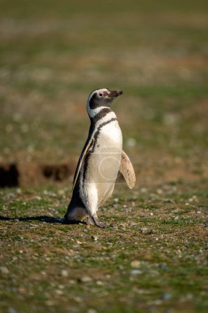 Pingüino magallánico cruza la pendiente de hierba de la cámara de observación