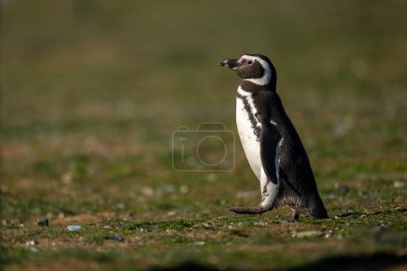 Téléchargez les photos : Pingouin de Magellan traverse la pente de l'herbe pied levant - en image libre de droit