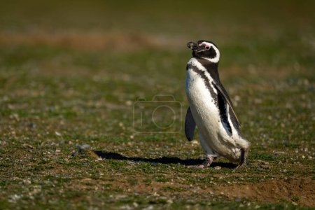 Téléchargez les photos : Pingouin de Magellan traverse la pente de l'herbe au soleil - en image libre de droit