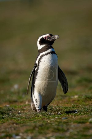 Pingüino magallánico cruza ladera cubierta de hierba a la luz del sol