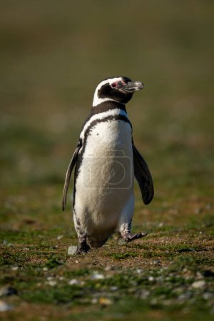 Téléchargez les photos : Pingouin de Magellan traverse la pente herbeuse soulevant le pied - en image libre de droit