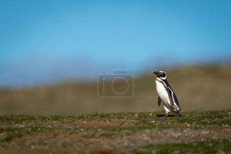 Téléchargez les photos : Pingouin de Magellan traverse la crête herbeuse au soleil - en image libre de droit
