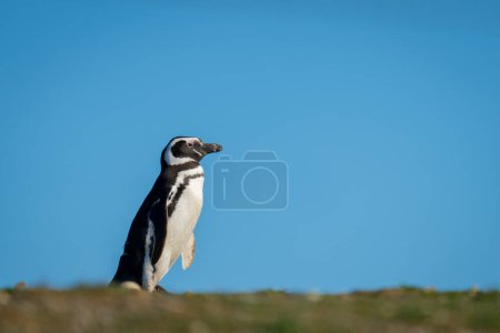 Magellanic penguin crosses horizon under blue sky