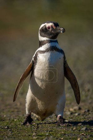 Téléchargez les photos : Le pingouin de Magellan traverse un sol rocheux au soleil - en image libre de droit