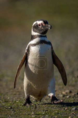 Téléchargez les photos : Pingouin de Magellan traverse un sol rocheux au soleil - en image libre de droit