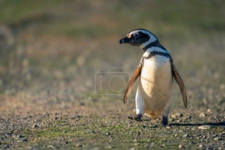 Téléchargez les photos : Pingouin de Magellan traverse pied de levage au sol rocheux - en image libre de droit
