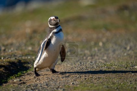 Téléchargez les photos : Pingouin de Magellan traverse une pente rocheuse coulée ombre - en image libre de droit