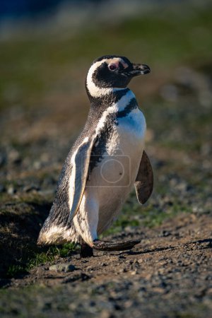 Téléchargez les photos : Pingouin de Magellan traverse la pente rocheuse pied levant - en image libre de droit