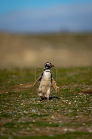 Pingüino magallánico cruzando ladera cubierta de hierba a la luz del sol
