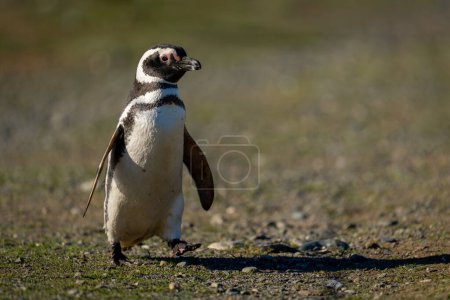 Téléchargez les photos : Pingouin de Magellan traverse la pente avec le pied levé - en image libre de droit