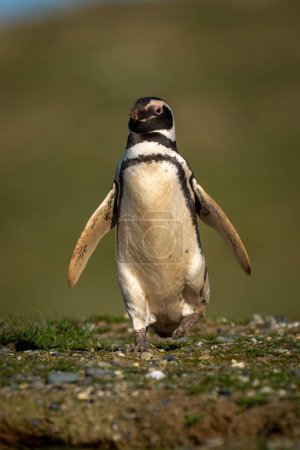 Pingüino magallánico desciende pendiente cubierta de hierba hacia la cámara